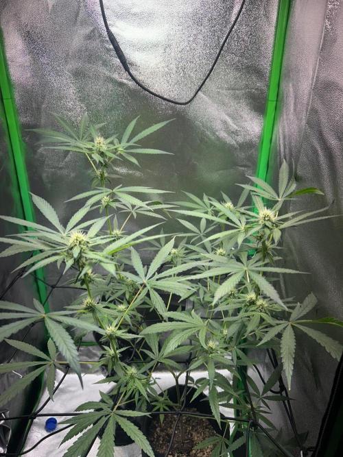 BLUE ZUSHI. Week 15