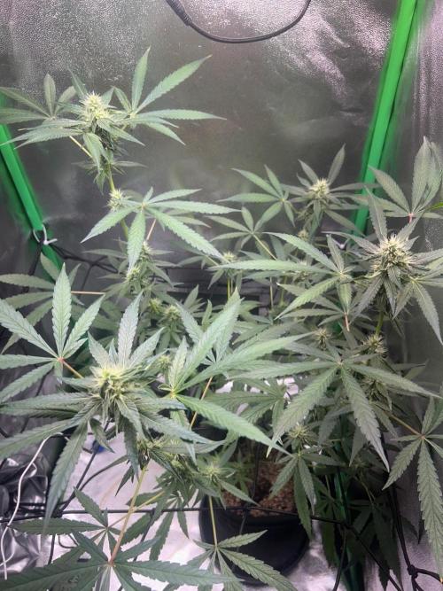 BLUE ZUSHI STUNTED. Week 16