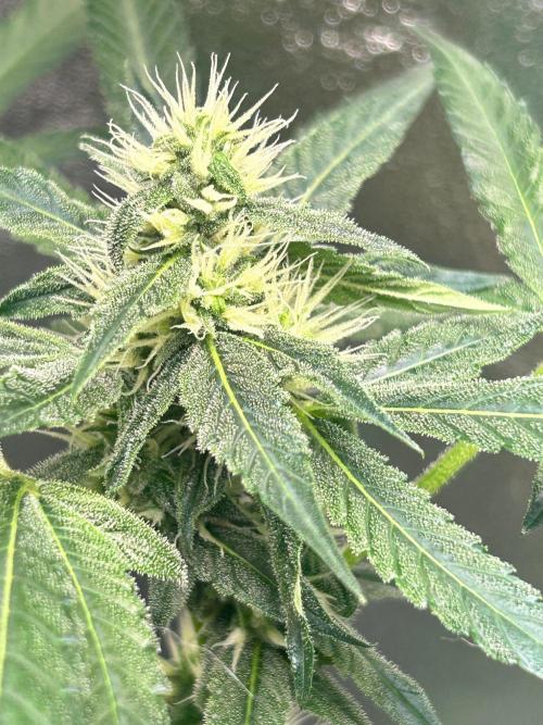 BLUE ZUSHI STUNTED. Week 16