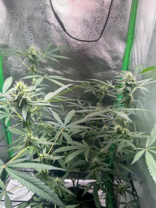 BLUE ZUSHI STUNTED. Week 16