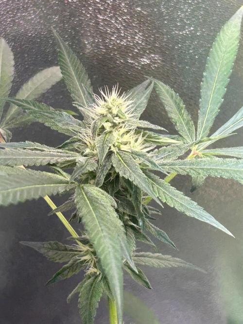BLUE ZUSHI STUNTED. Week 16