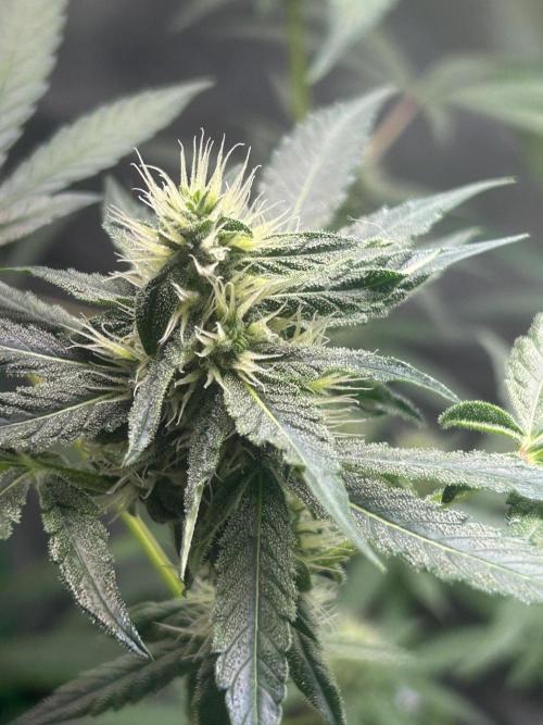BLUE ZUSHI STUNTED. Week 16