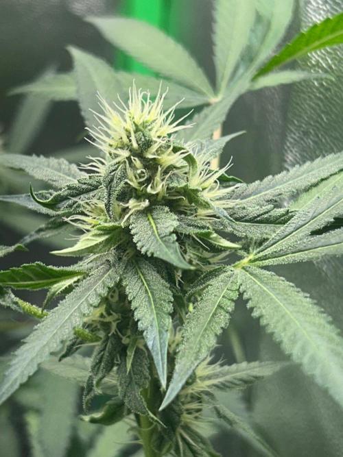 BLUE ZUSHI STUNTED. Week 16