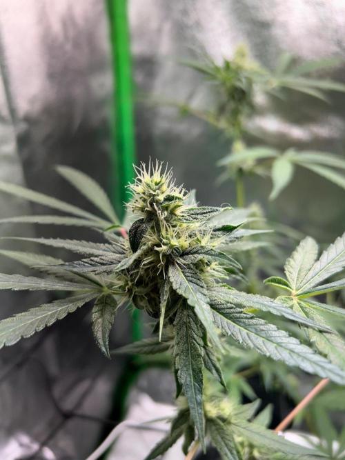 BLUE ZUSHI STUNTED. Week 17