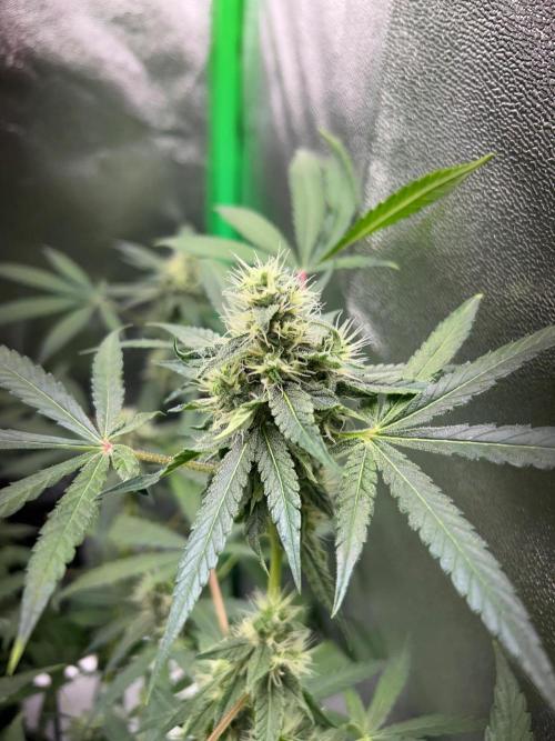 BLUE ZUSHI STUNTED. Week 17