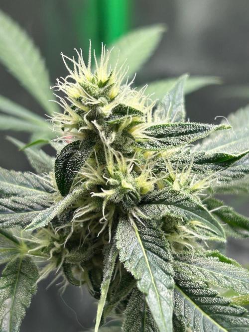 BLUE ZUSHI STUNTED. Week 17