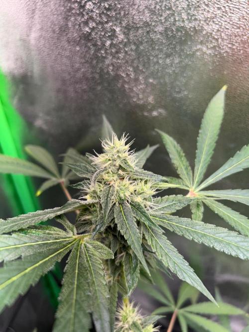 BLUE ZUSHI STUNTED. Week 17