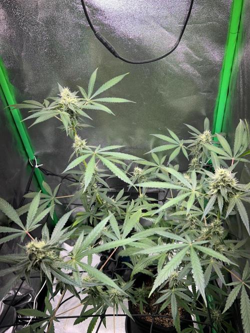 BLUE ZUSHI STUNTED. Week 17