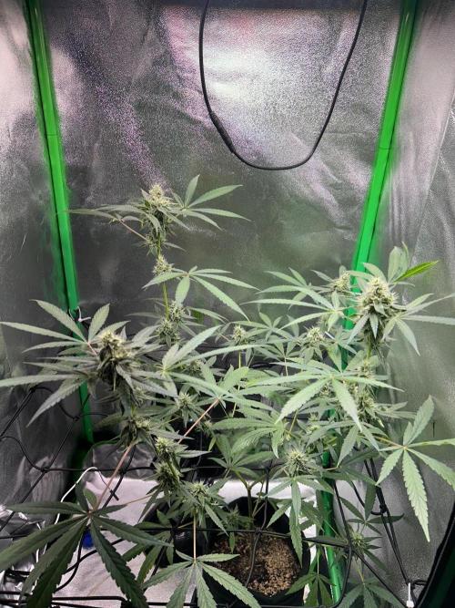 BLUE ZUSHI STUNTED. Week 17