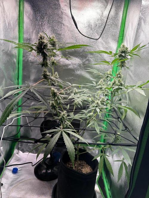 BLUE ZUSHI STUNTED. Week 17