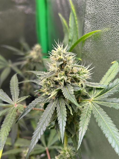 BLUE ZUSHI STUNTED. Week 18