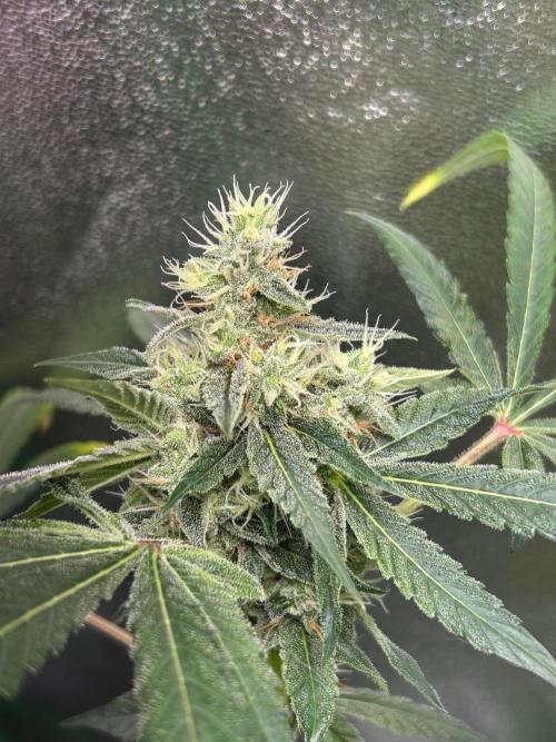 BLUE ZUSHI STUNTED. Week 18