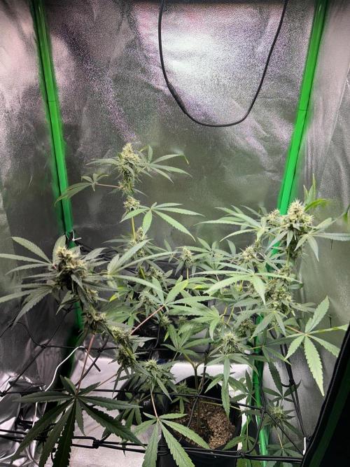 BLUE ZUSHI STUNTED. Week 18