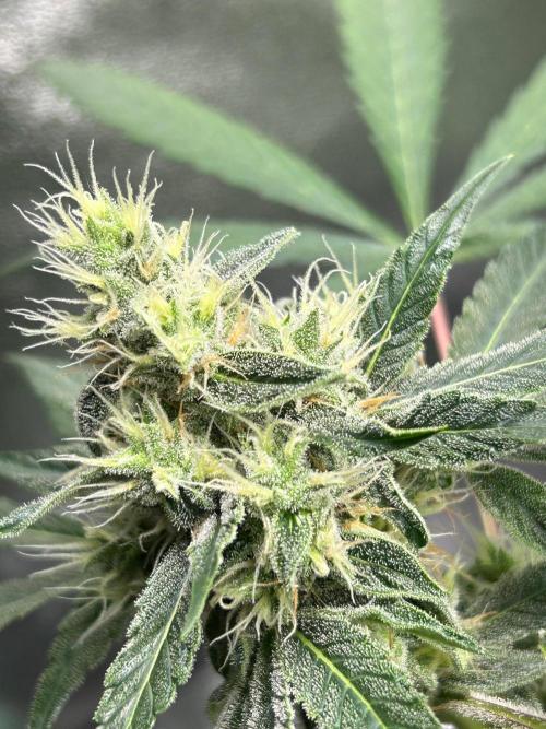 BLUE ZUSHI STUNTED. Week 18