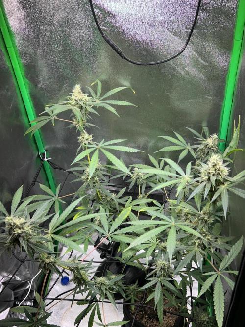BLUE ZUSHI STUNTED. Week 18