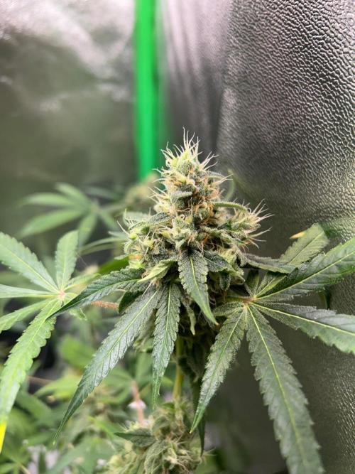 BLUE ZUSHI STUNTED. Week 19