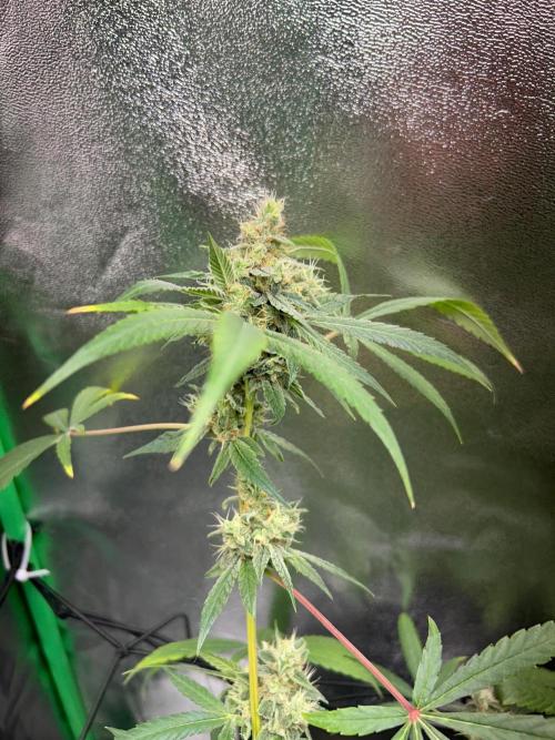 BLUE ZUSHI STUNTED. Week 19
