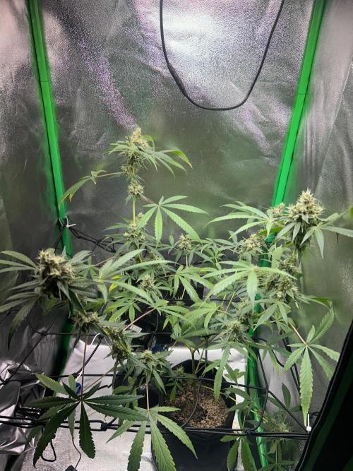 BLUE ZUSHI STUNTED. Week 19