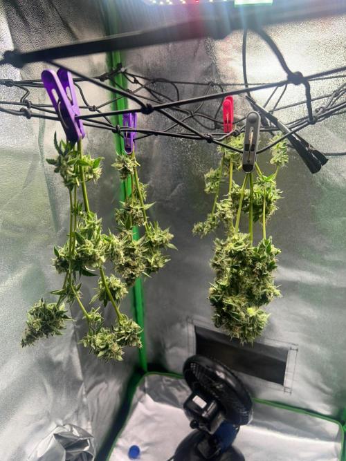 BLUE ZUSHI STUNTED. Week 20