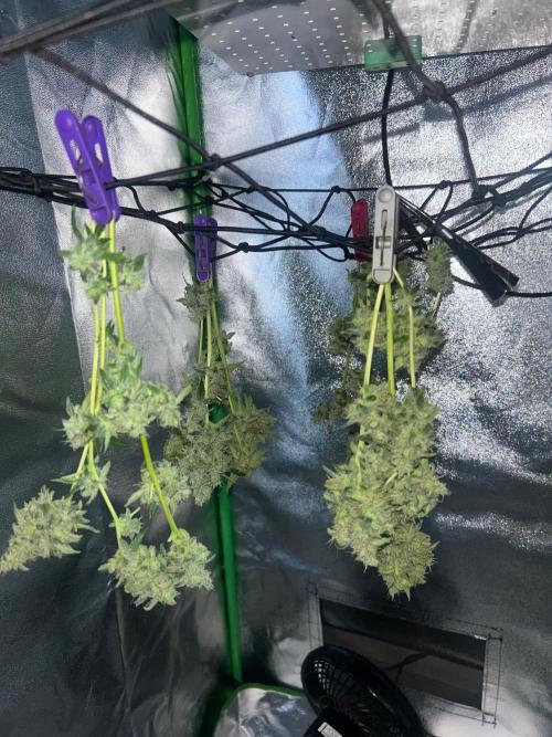 BLUE ZUSHI STUNTED. Week 20