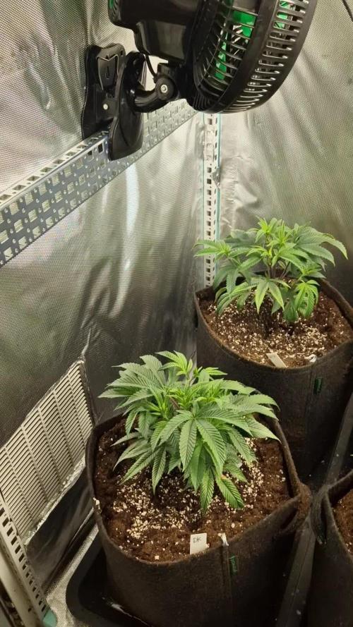 Mixed scrog