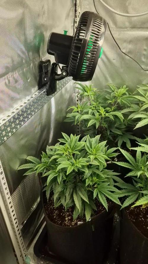 Mixed scrog