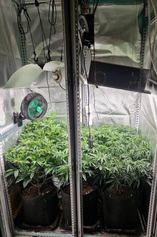 Mixed scrog. Week 6