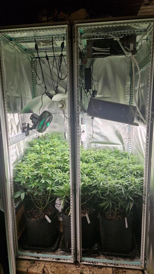 Mixed scrog. Week 7