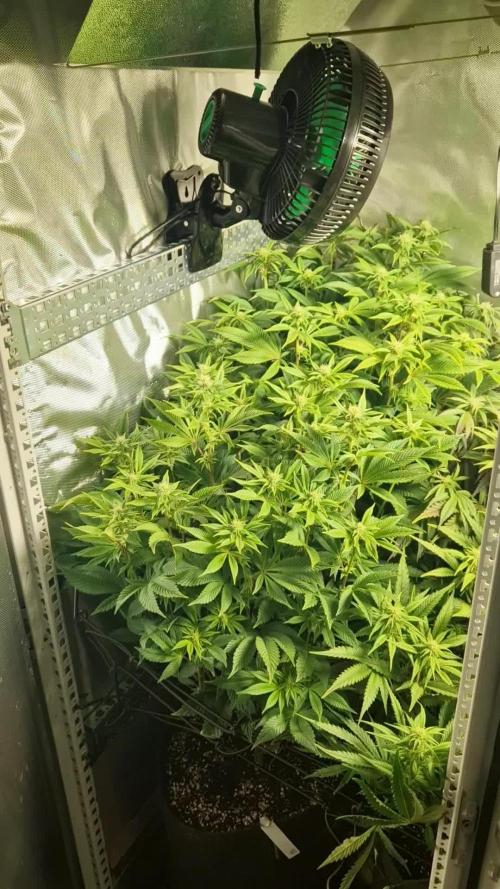 Mixed scrog