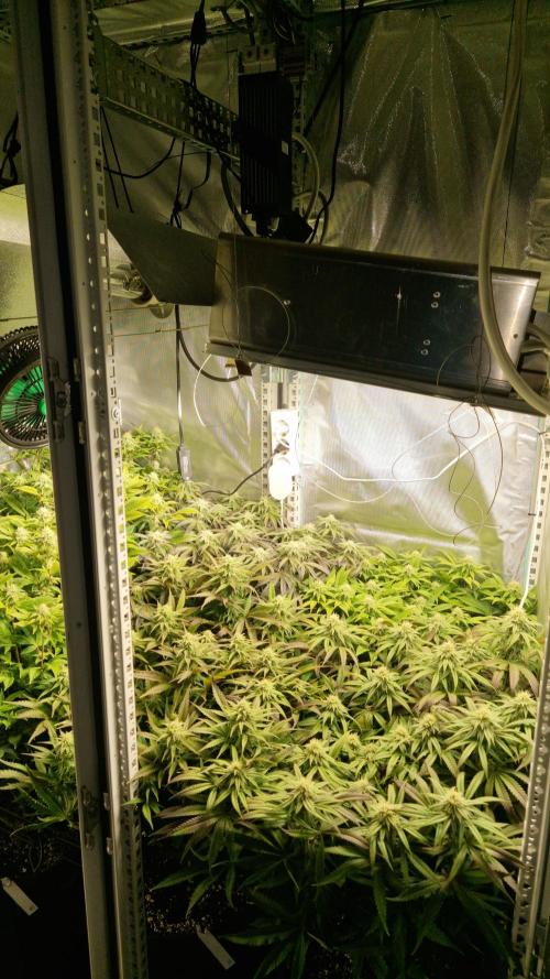 Mixed scrog. Week 9
