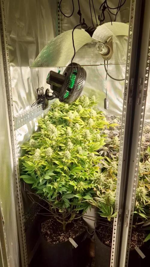 Mixed scrog