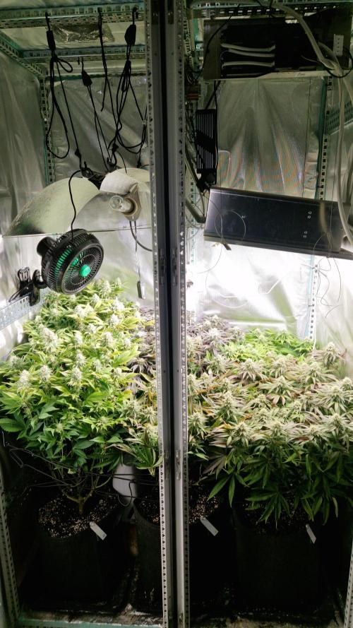 Mixed scrog. Week 10