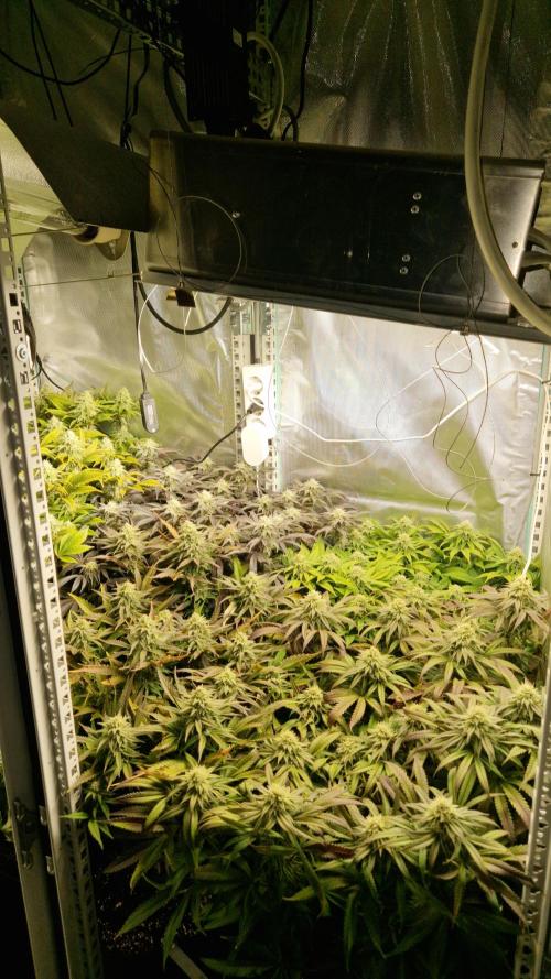 Mixed scrog. Week 10