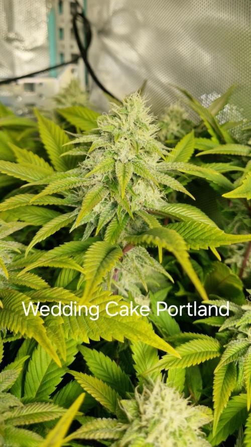 Mixed scrog. Week 10