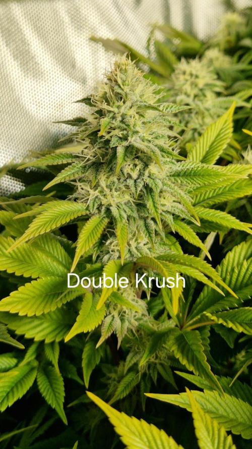 Mixed scrog. Week 10