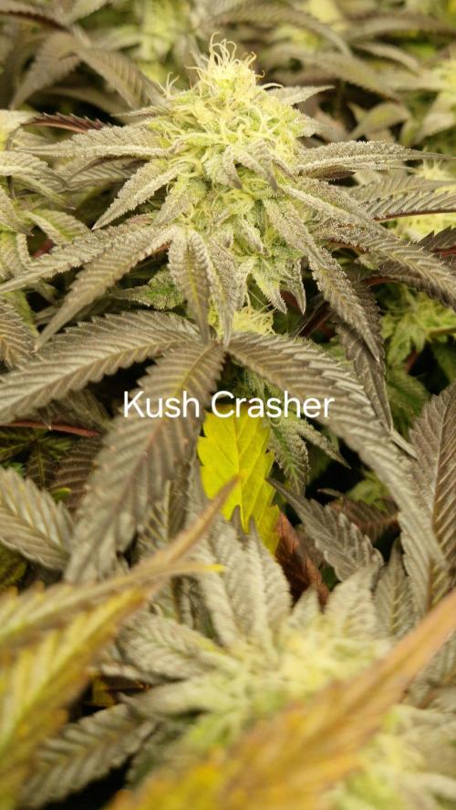 Mixed scrog. Week 10