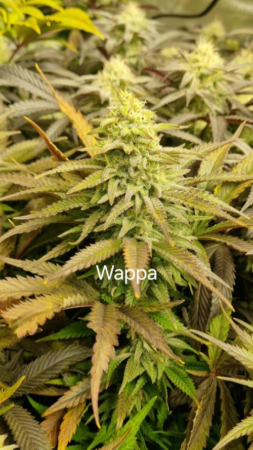 Mixed scrog. Week 10