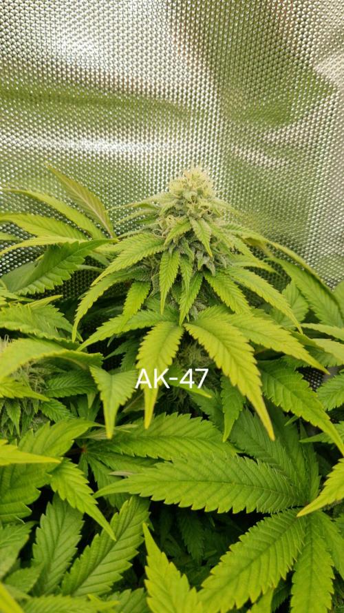 Mixed scrog. Week 10