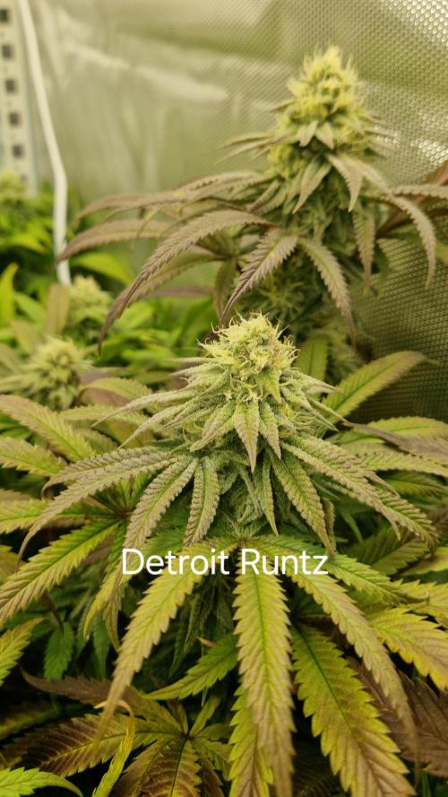 Mixed scrog. Week 10