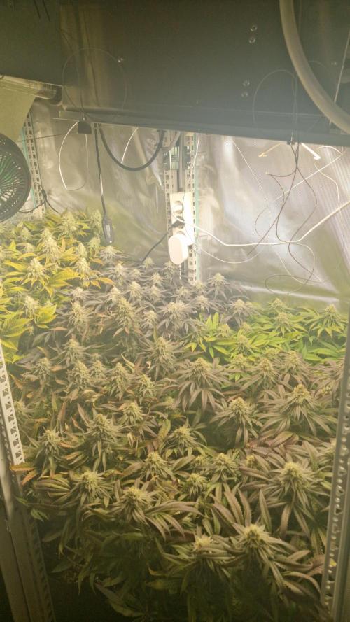 Mixed scrog. Week 11