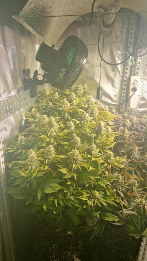 Mixed scrog. Week 11