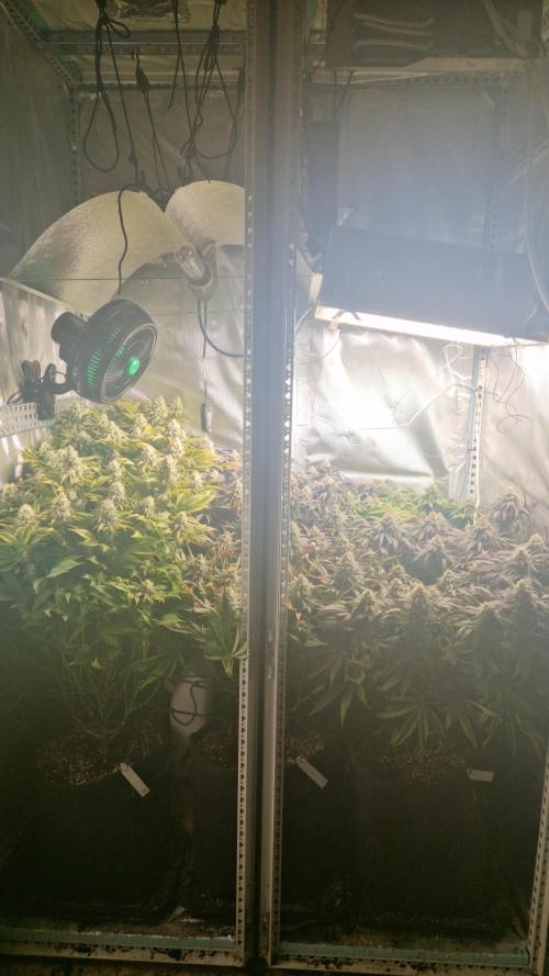 Mixed scrog. Week 11