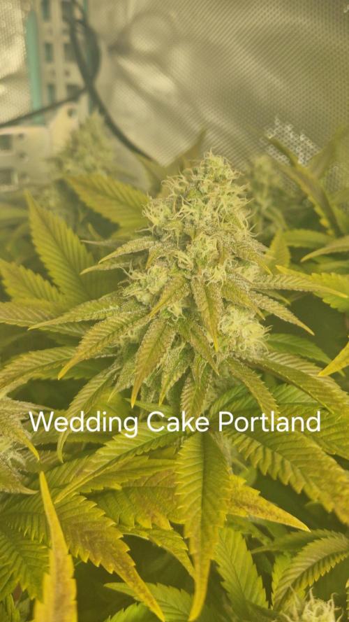 Mixed scrog. Week 11