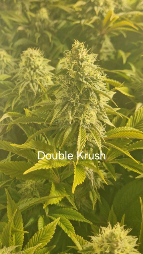 Mixed scrog. Week 11