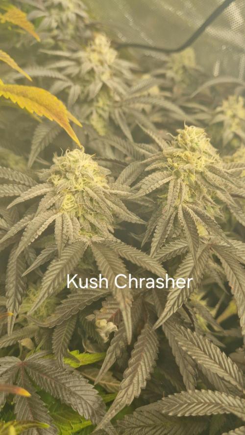 Mixed scrog. Week 11