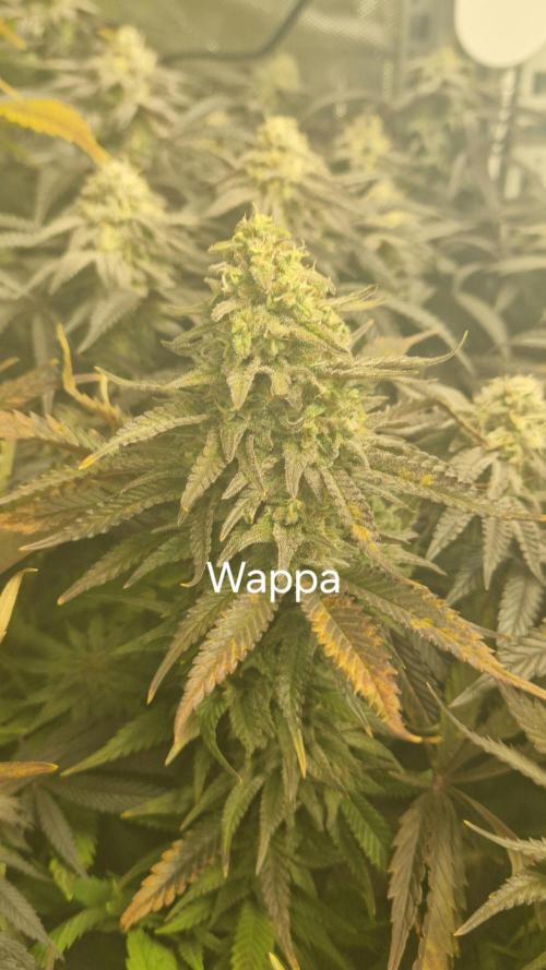 Mixed scrog. Week 11