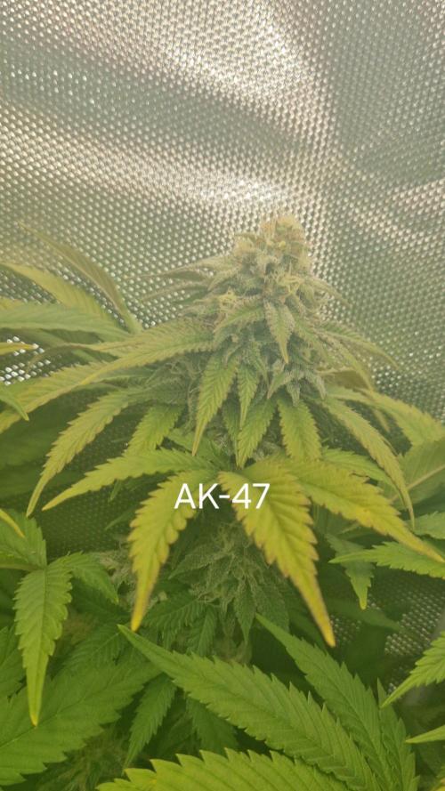 Mixed scrog. Week 11