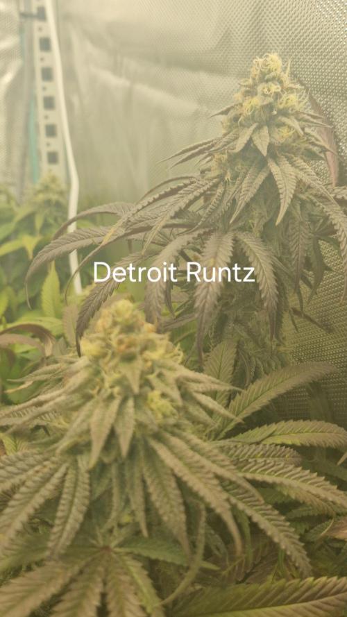 Mixed scrog. Week 11