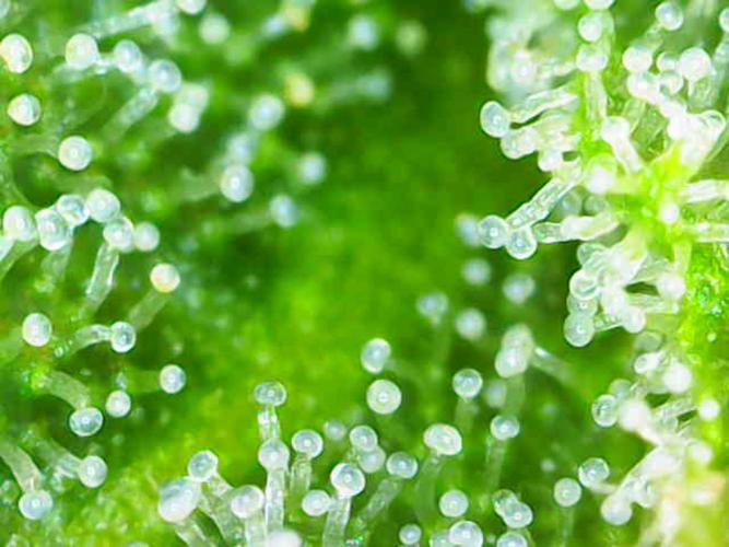 Mixed scrog. Week 11