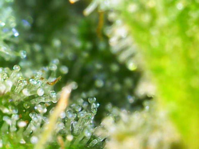 Mixed scrog. Week 11